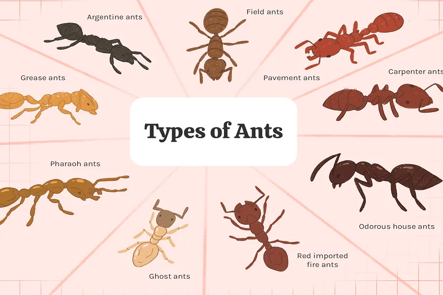 Type of Ant