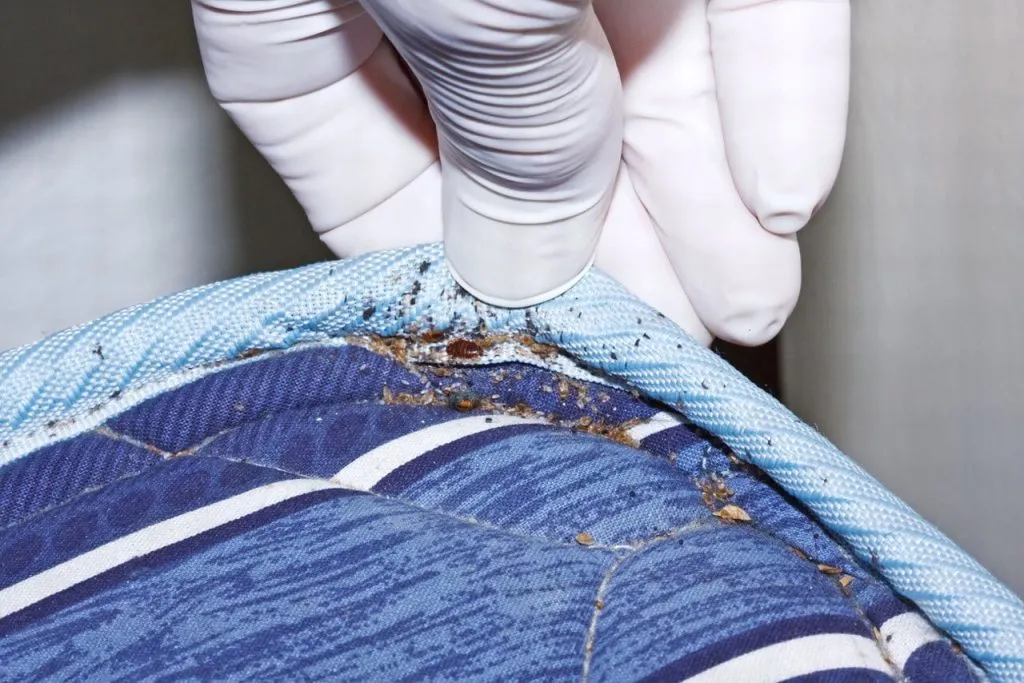 bed bug medical importance