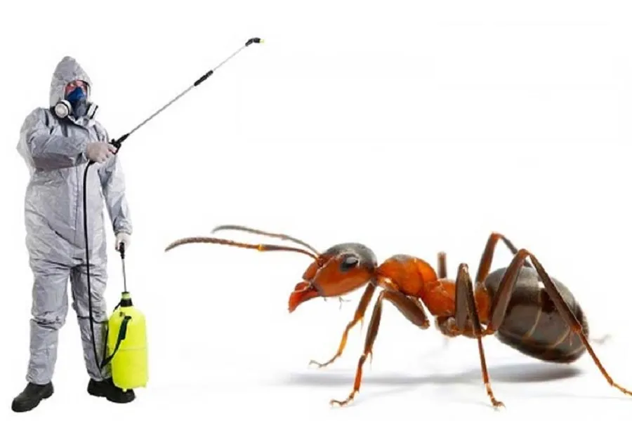 Ants Control Service Company In Bangladesh