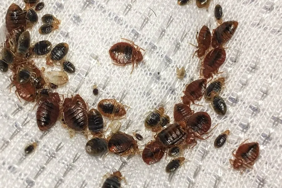 Bed Bugs Control Service In Dhaka Bangladesh